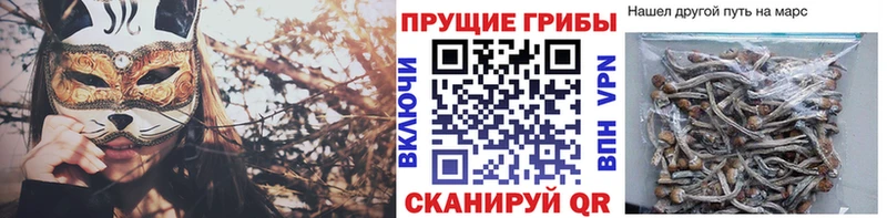 Псилоцибиновые грибы GOLDEN TEACHER shop Telegram Советская Гавань